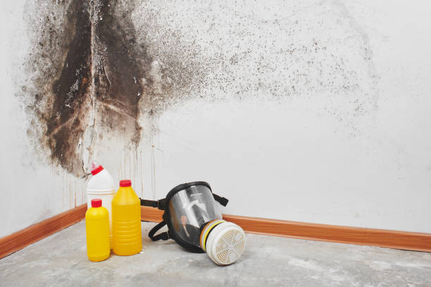 Best Mold Remediation  in Marshallville, GA