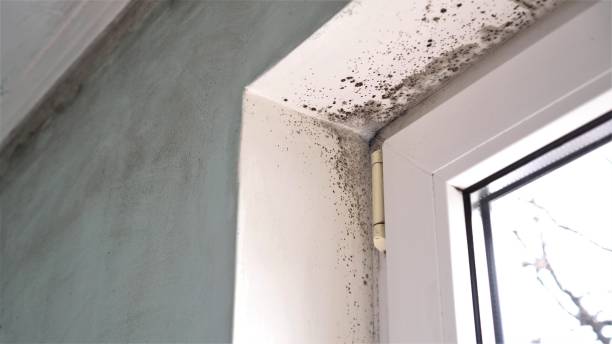 Best Mold Remediation  in Marshallville, GA