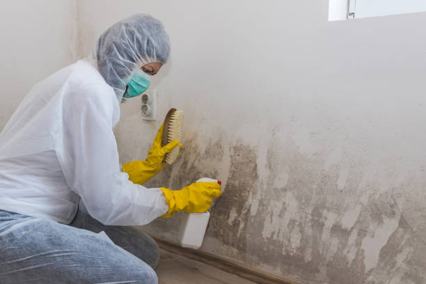 Best Toxic Mold Removal  in Marshallville, GA