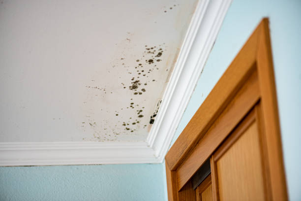 Best Same-Day Mold Removal  in Marshallville, GA