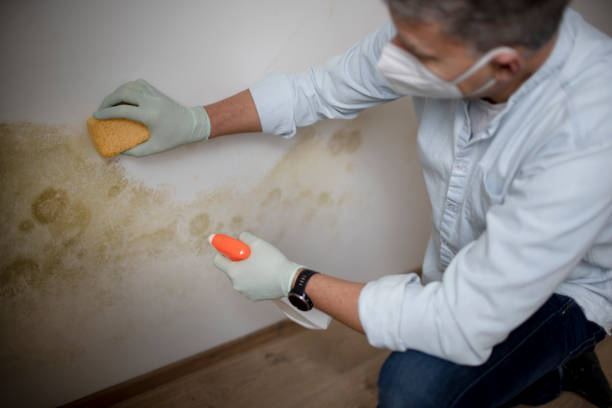 Best Local Mold Removal Service  in Marshallville, GA