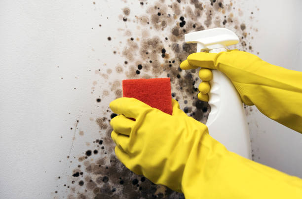 Best Same-Day Mold Removal  in Marshallville, GA