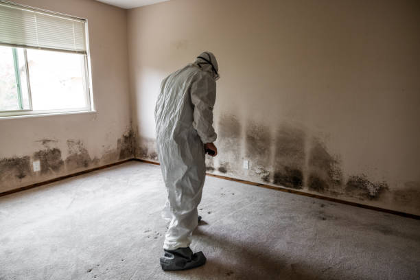 Best Mold Removal Company Near Me  in Marshallville, GA