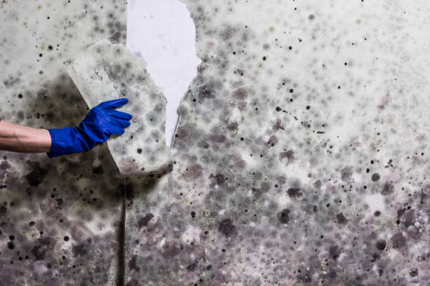 Best Residential Mold Removal  in Marshallville, GA